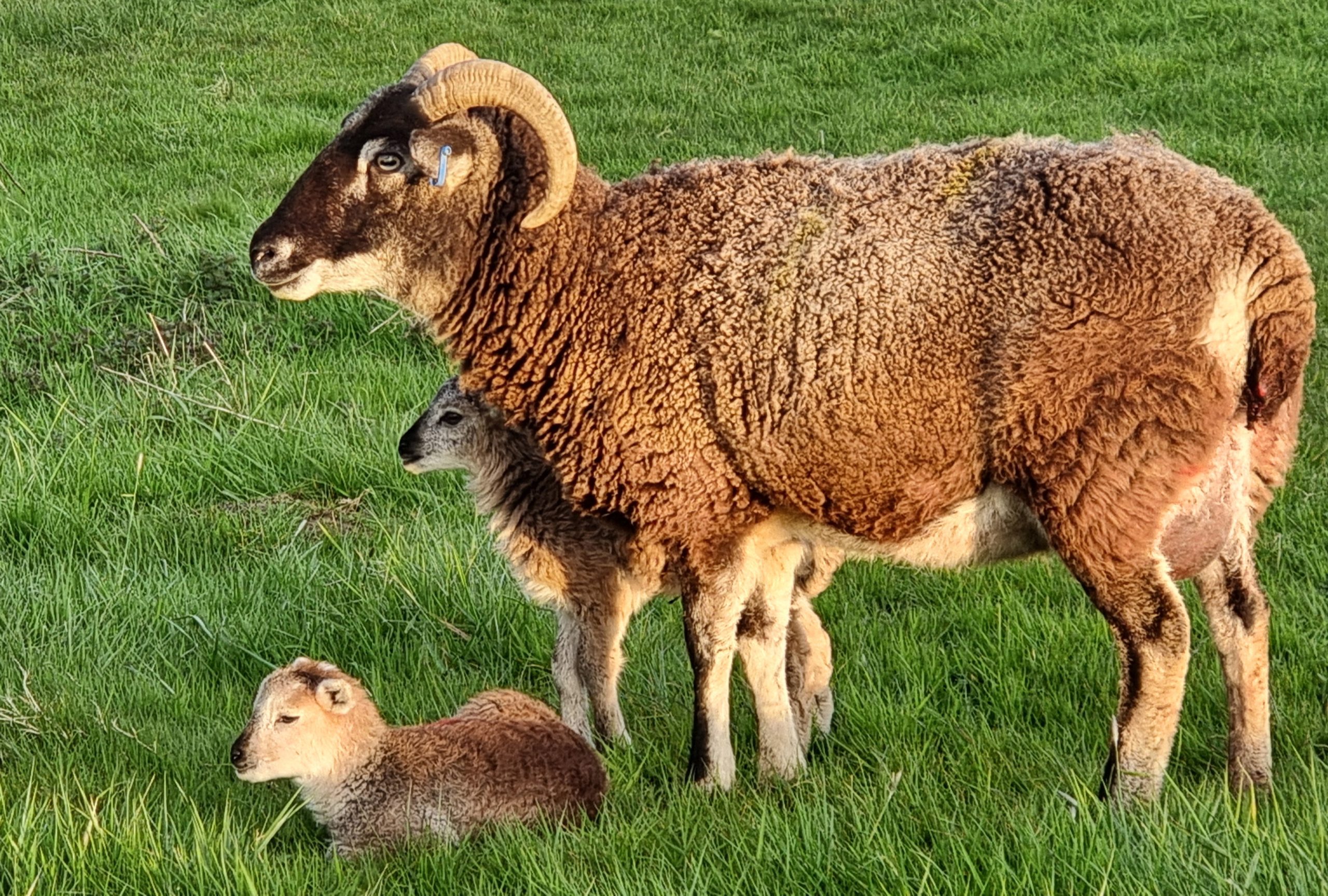 Holly and lambs 2024