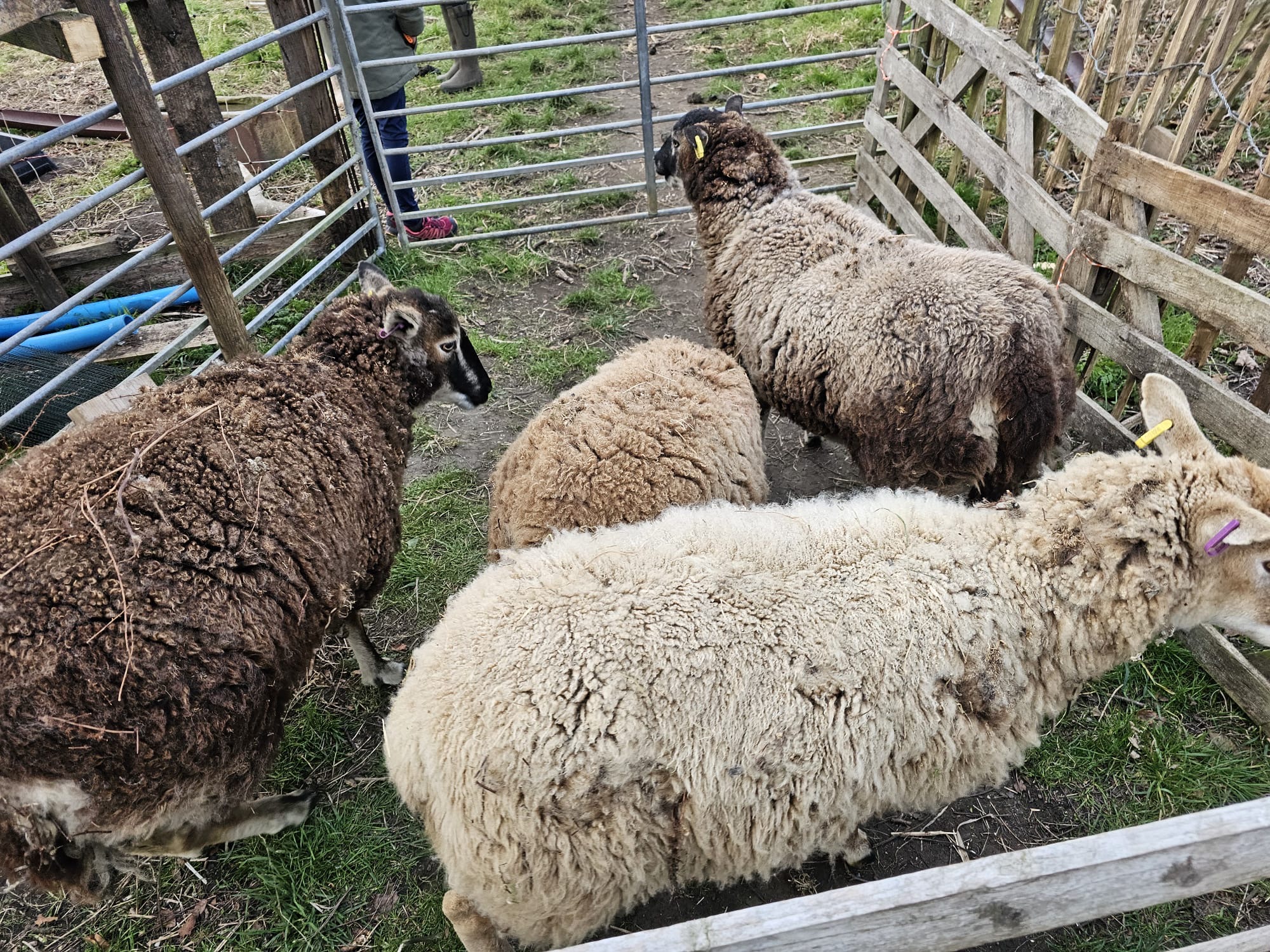 Aberlady sheep
