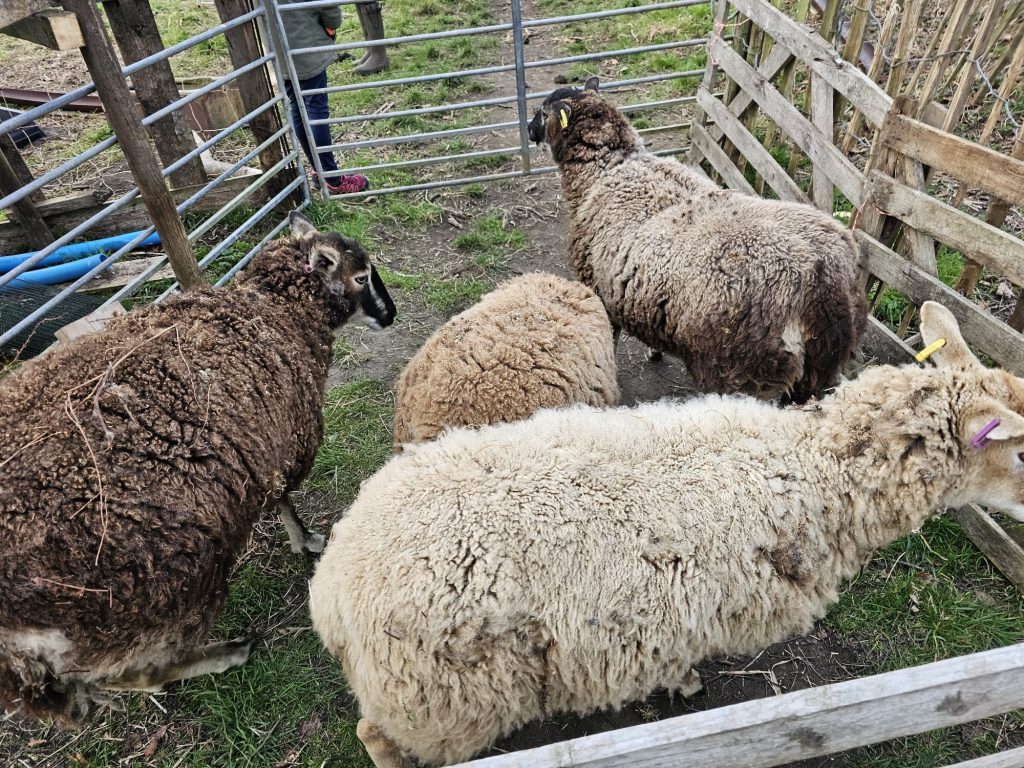 Health of the sheep