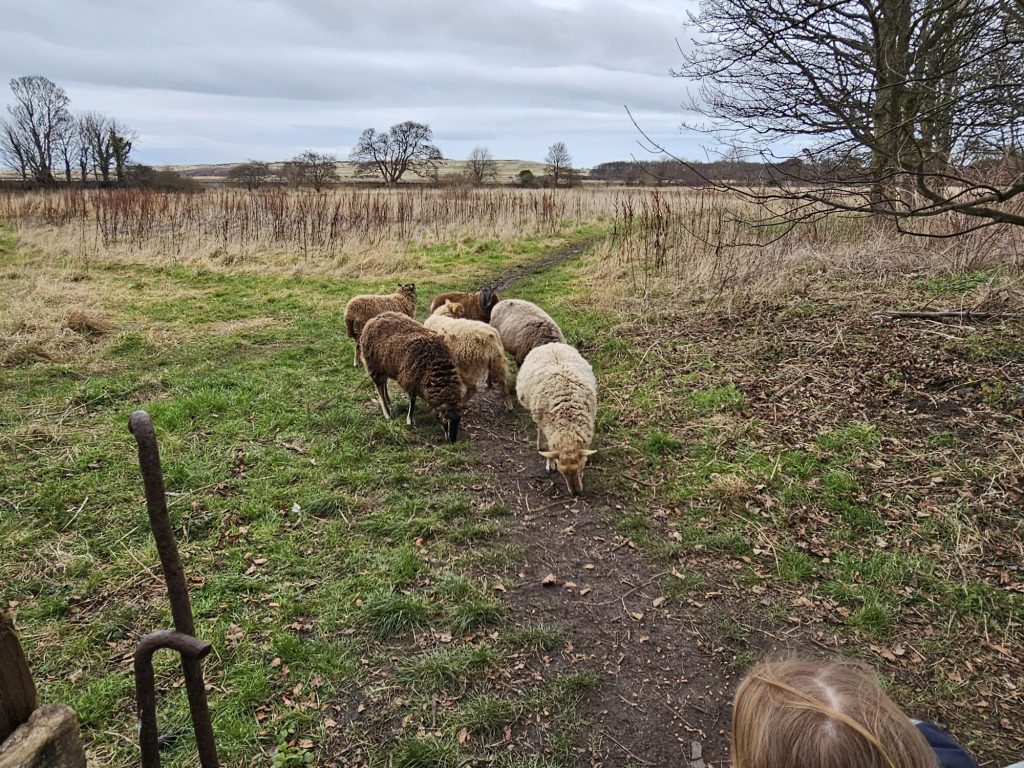 sheep arrival