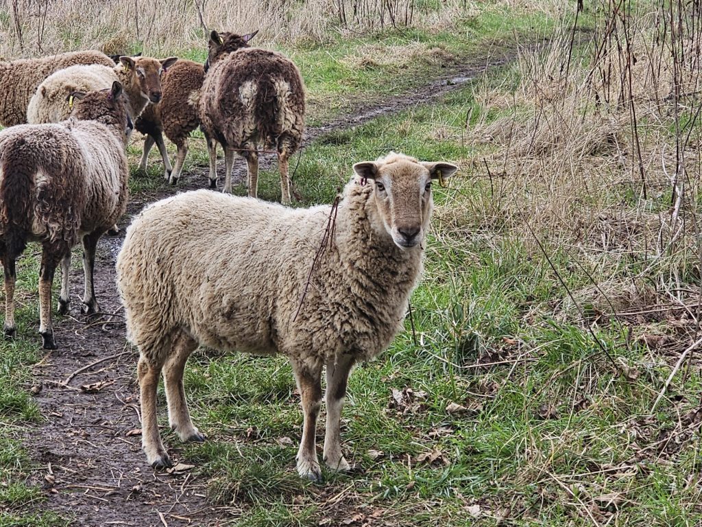 aberlady flock