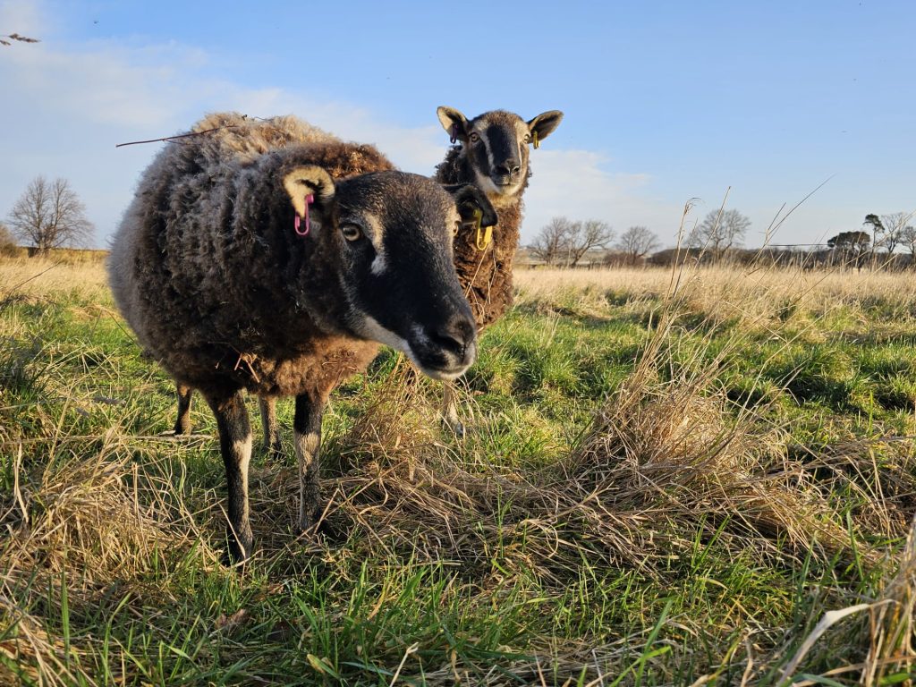 Sheep and blue sky