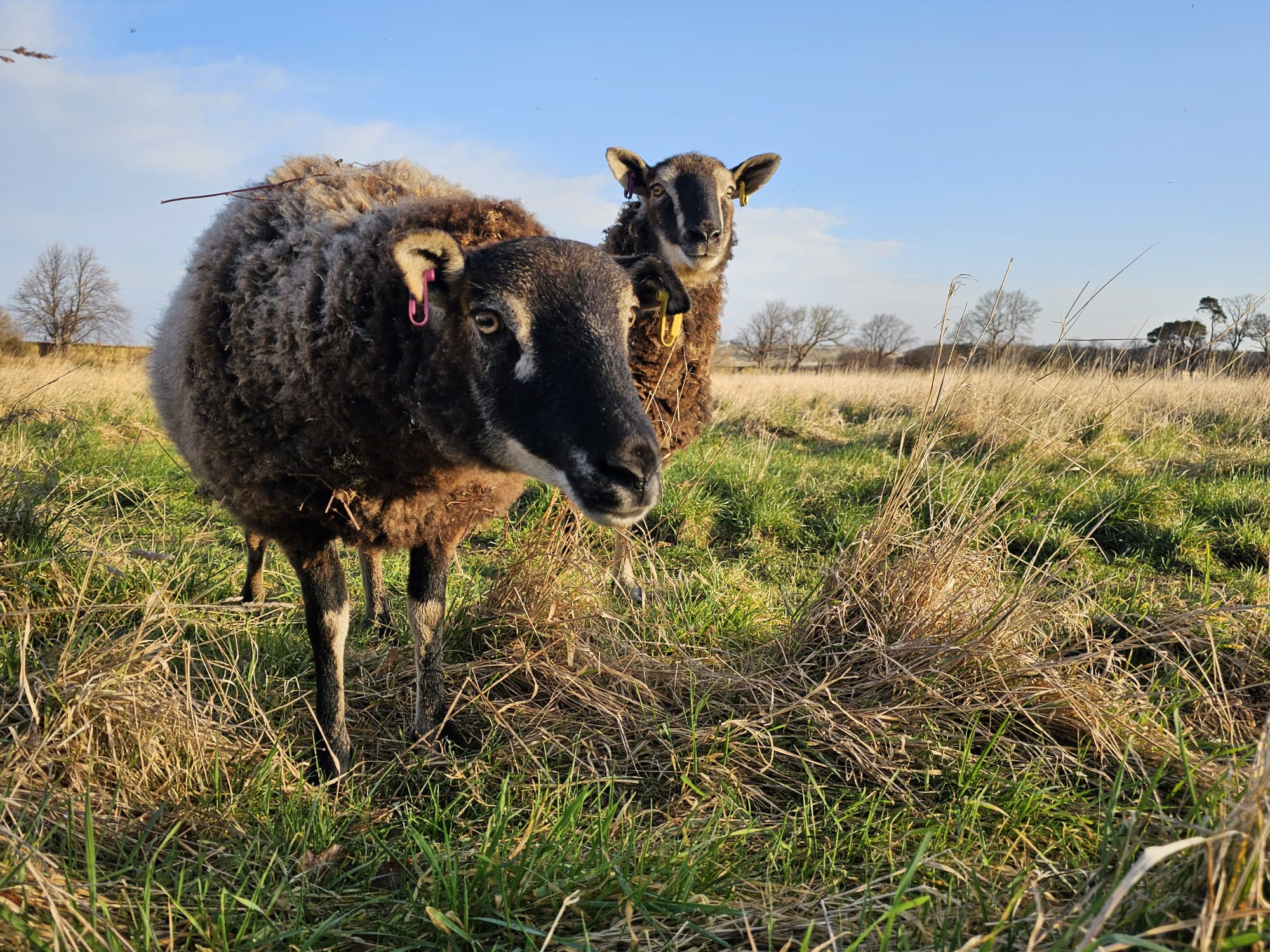 Sheep and blue sky
