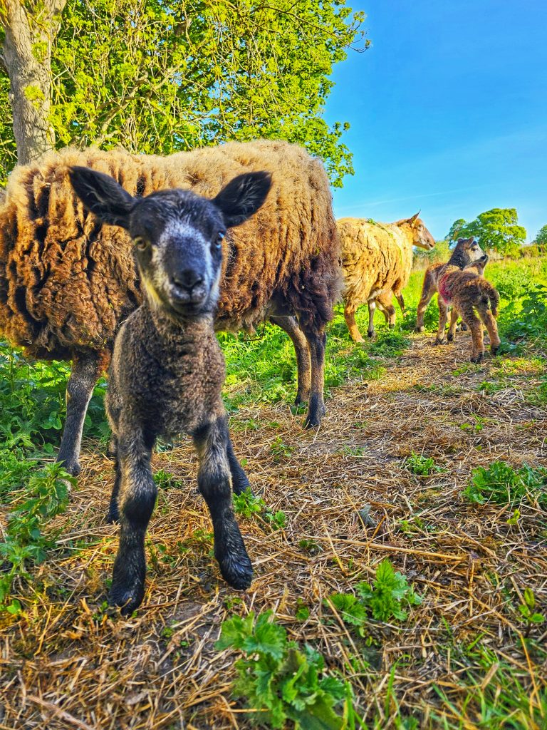 Aberlady lambs